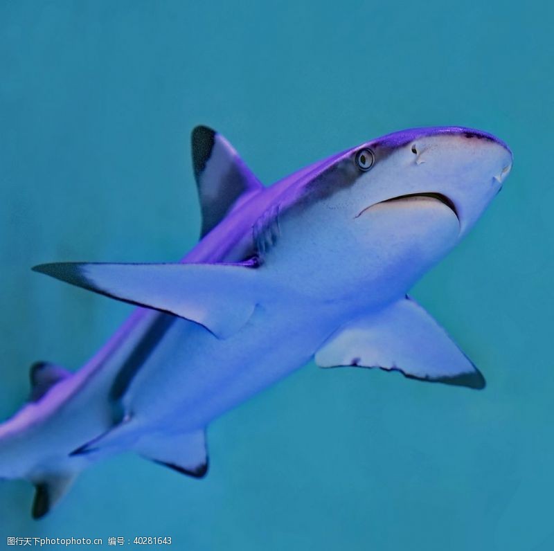 海洋鱼类鲨鱼图片