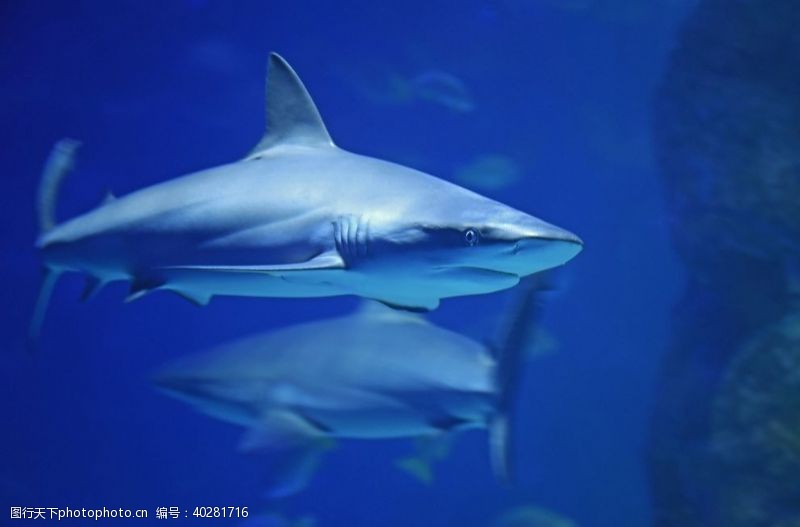 水底世界鲨鱼图片