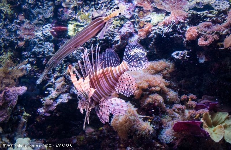 海底珊瑚狮子鱼图片