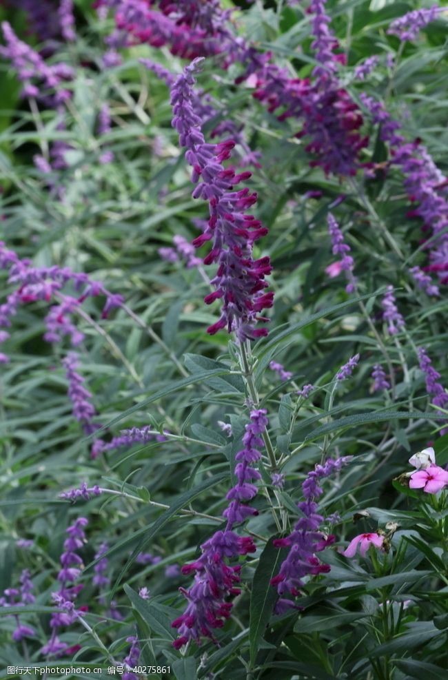 花朵花卉鼠尾草图片