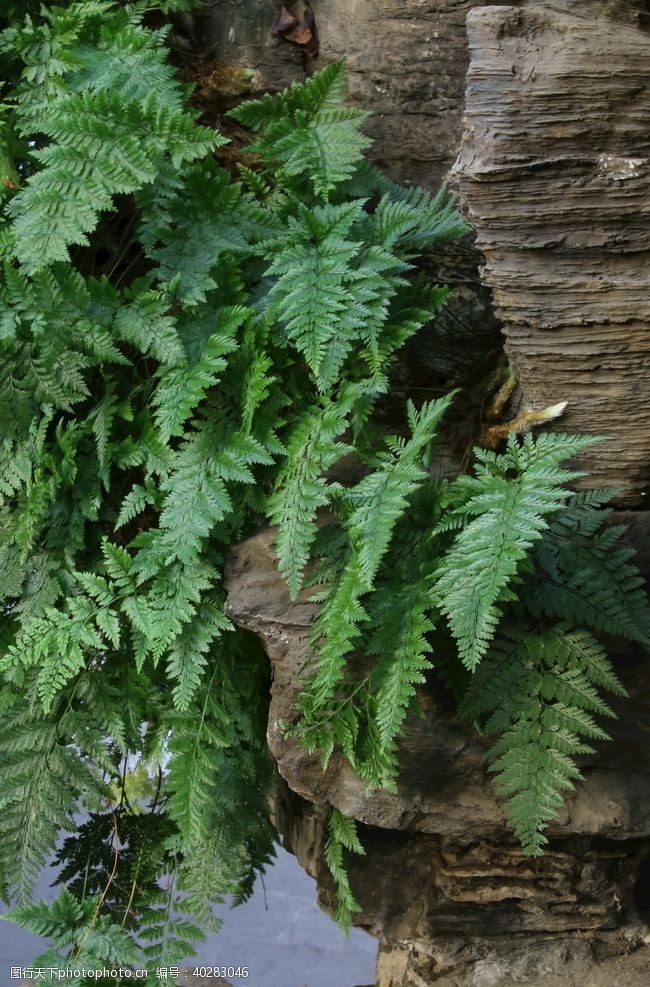 植物花草温室风景图片