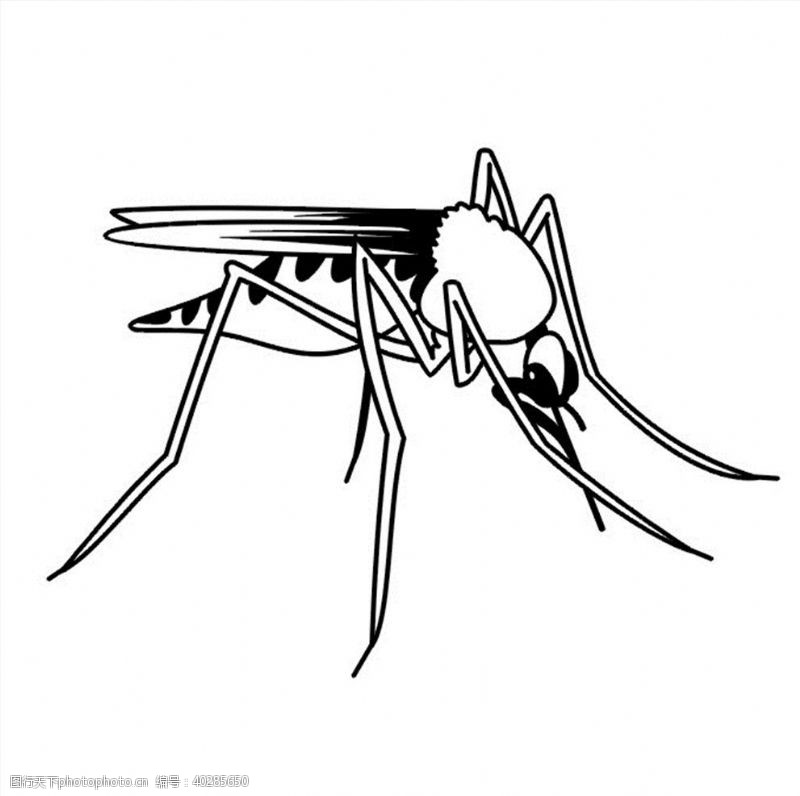 雕刻矢量图蚊子矢量图图片