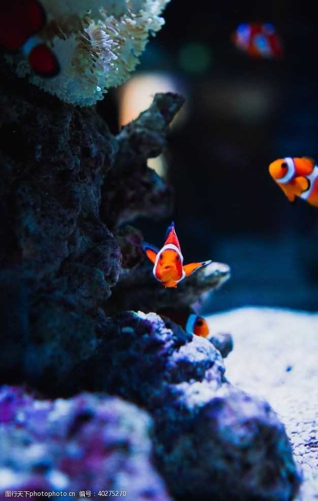 海底珊瑚小丑鱼图片