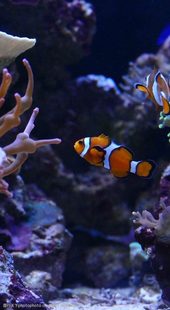 海底世界小丑鱼图片