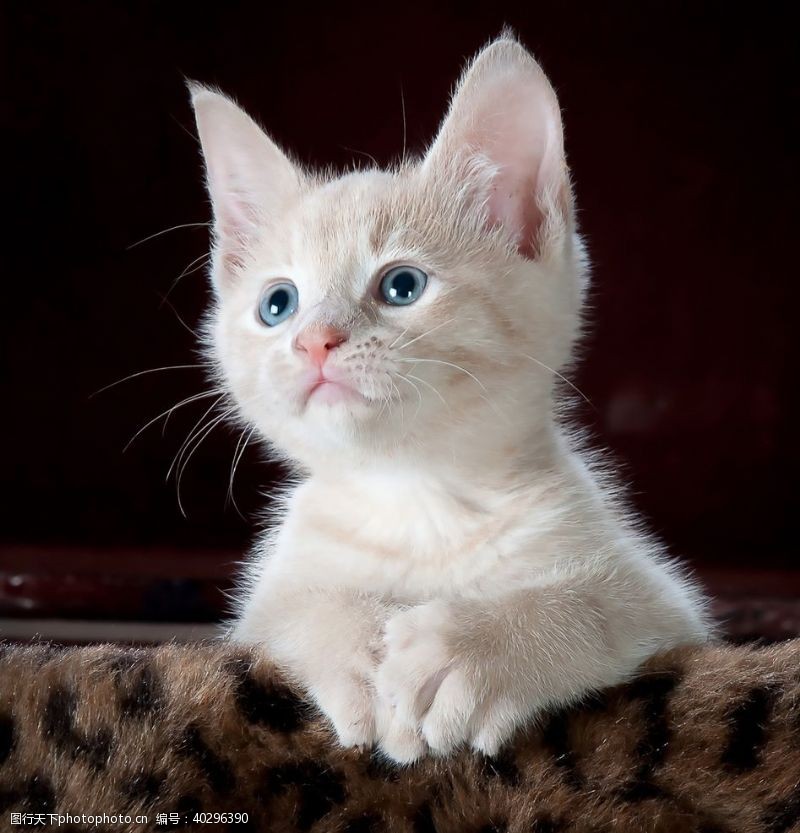 小白人小猫咪图片