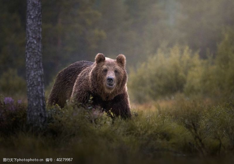 野生动物熊图片