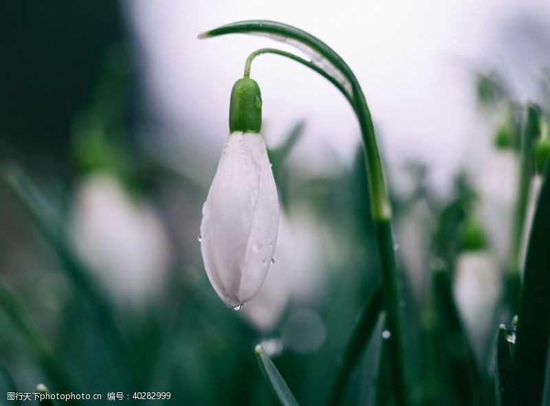 温馨雪滴花图片