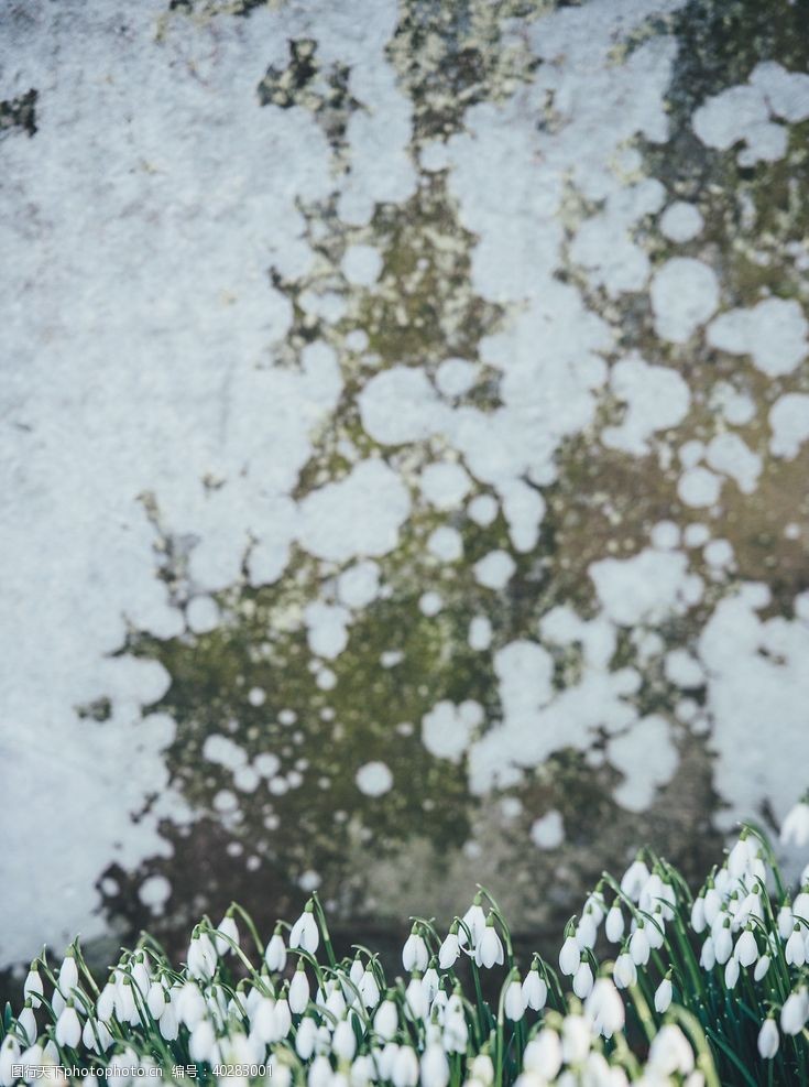 蓝色雪花背景雪滴花图片