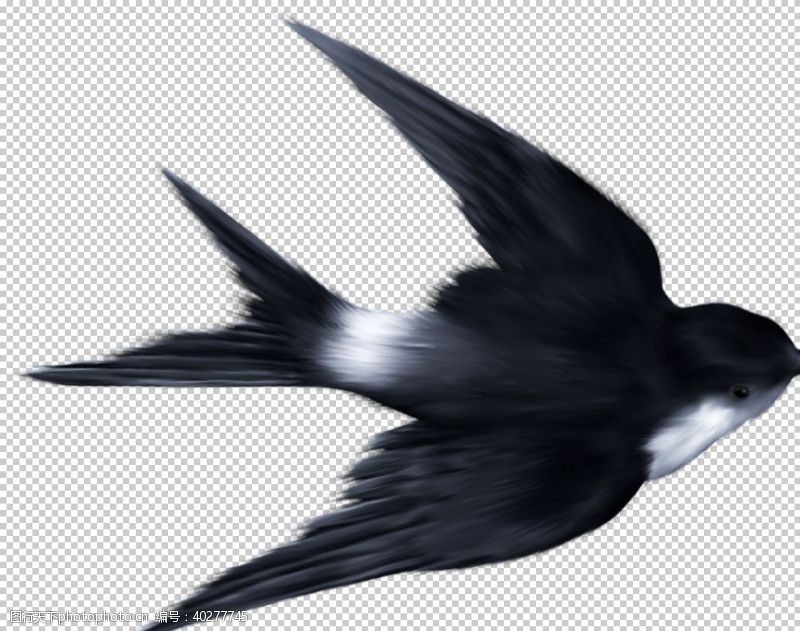 小鸟插图燕子图片