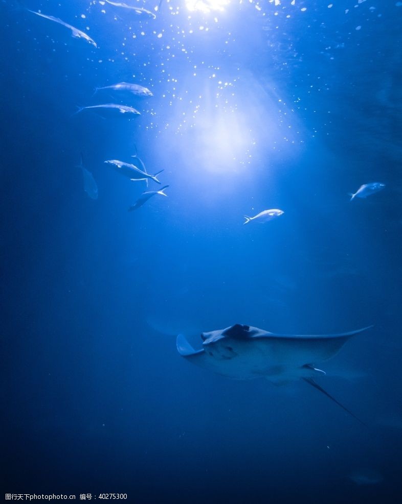 海底海洋世界鳐鱼图片