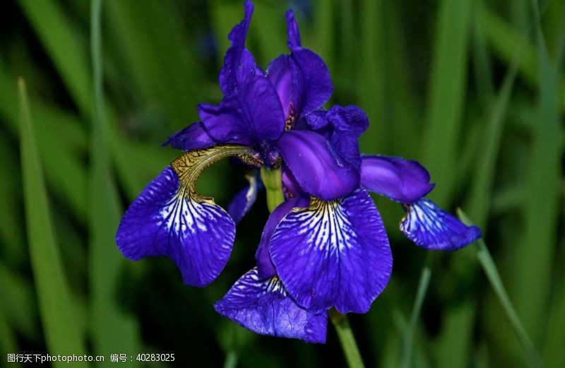 家居花艺摆设鸢尾花图片