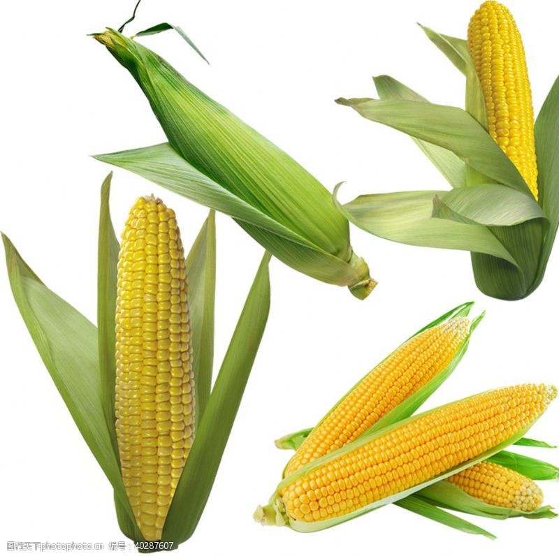五色玉米图片