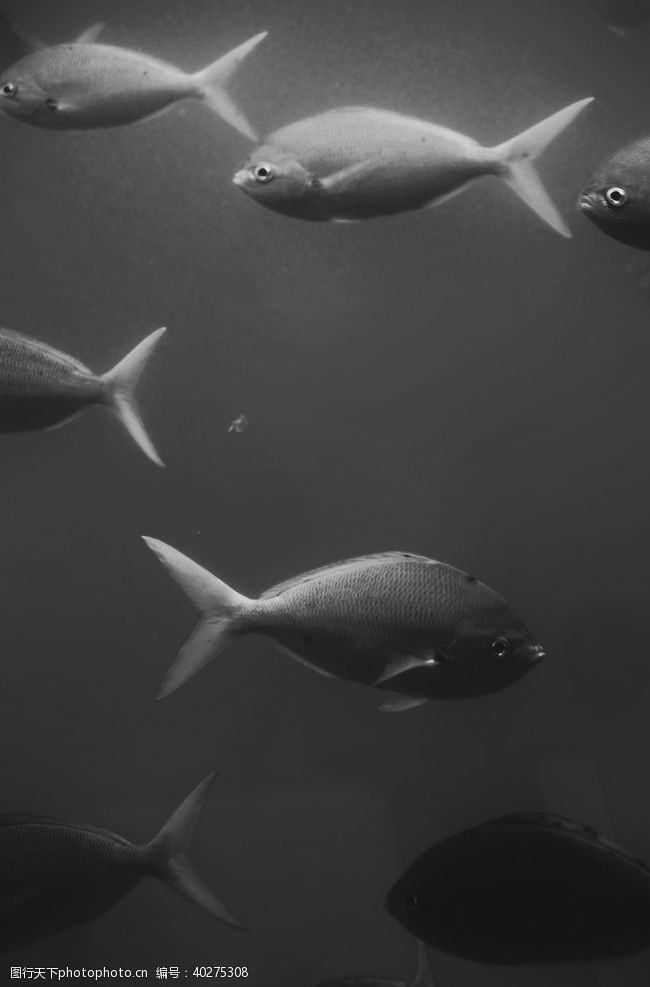 海底世界鱼图片