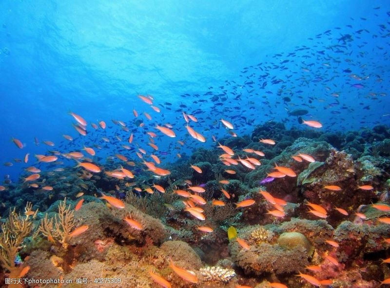 海底珊瑚鱼图片