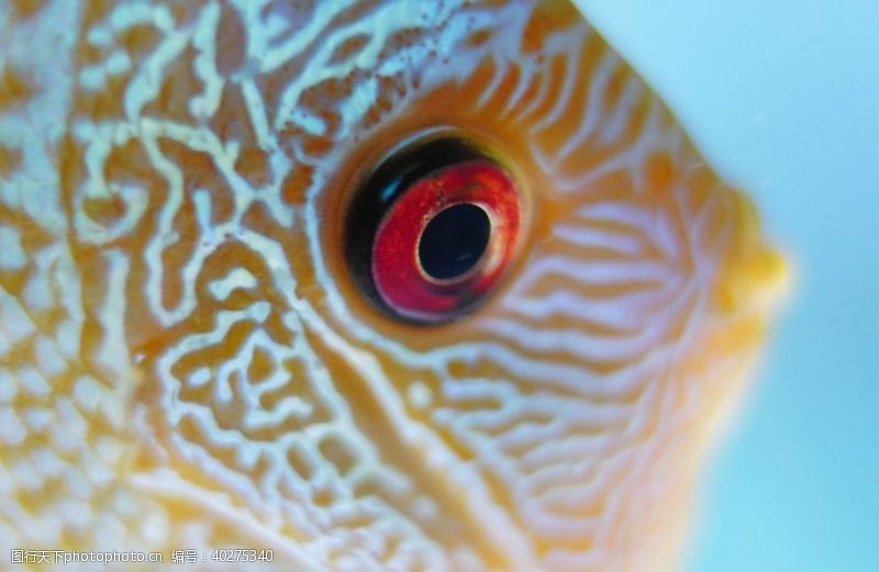 海底珊瑚鱼图片