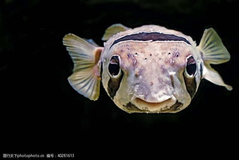 水底世界鱼图片