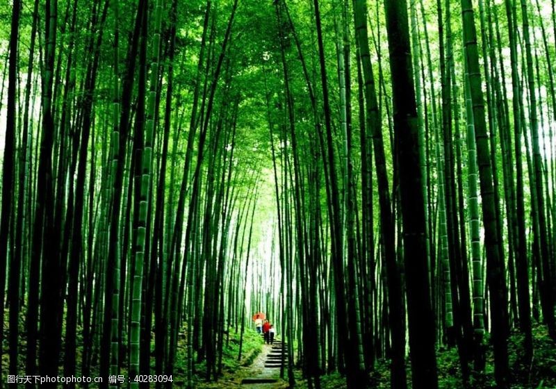 公园景观竹海国家森林公园图片