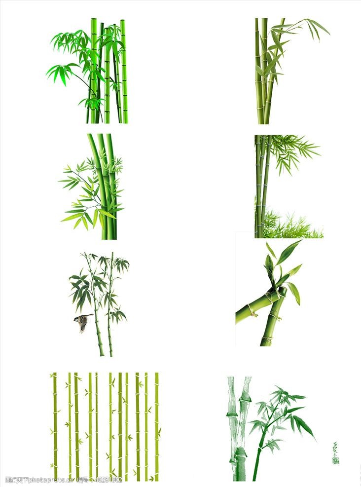 竹子素材竹子图片