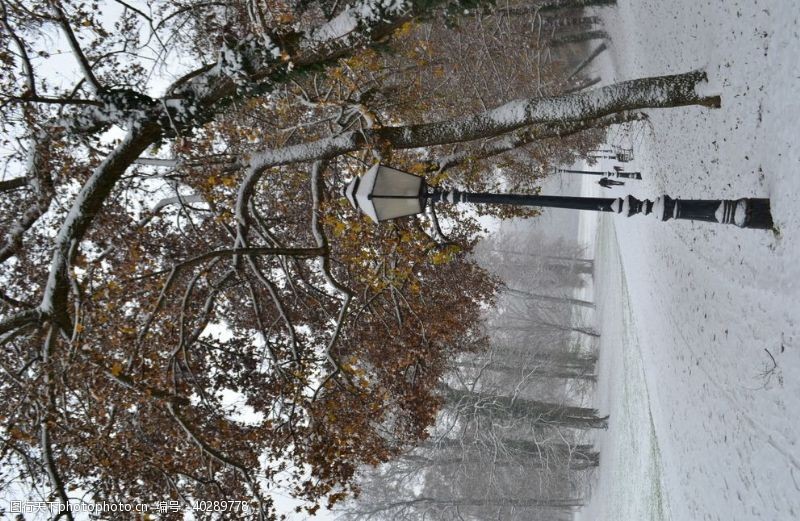 大树冬天路灯树木大雪风景图片