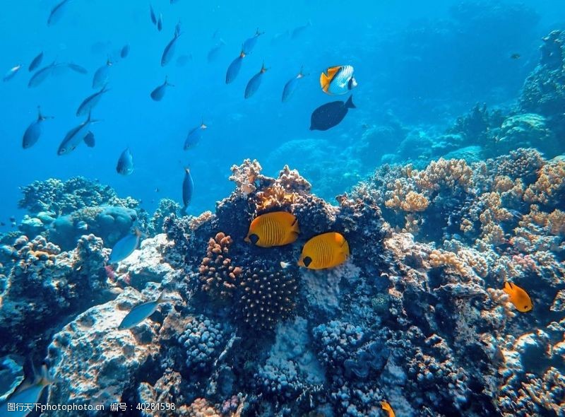 海底珊瑚海底世界图片
