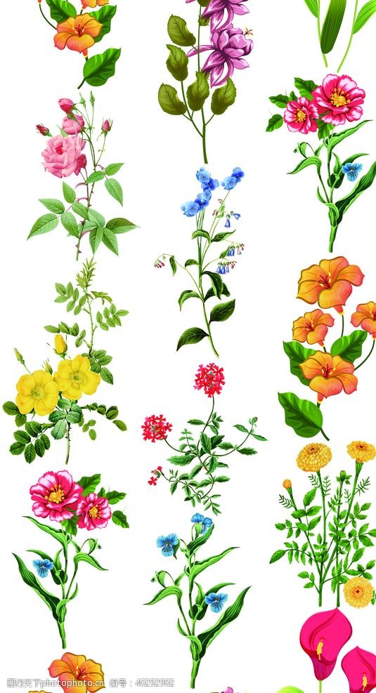 手绘花卉素材花卉图片