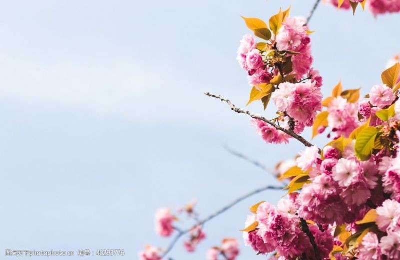 花朵花卉花卉图片