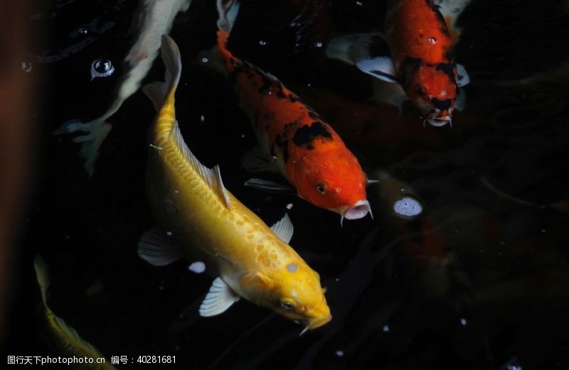 生物世界锦鲤图片