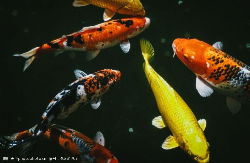 鱼塘锦鲤图片