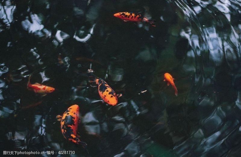 水底世界锦鲤图片