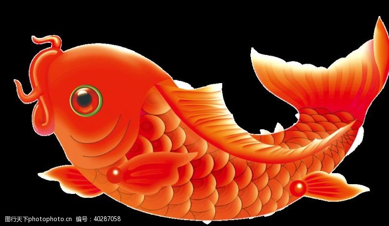 荷花鲤鱼锦鲤图片