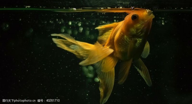 海底世界金鱼图片