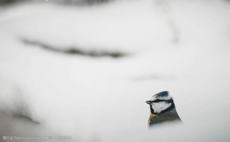 冬季鸟图片