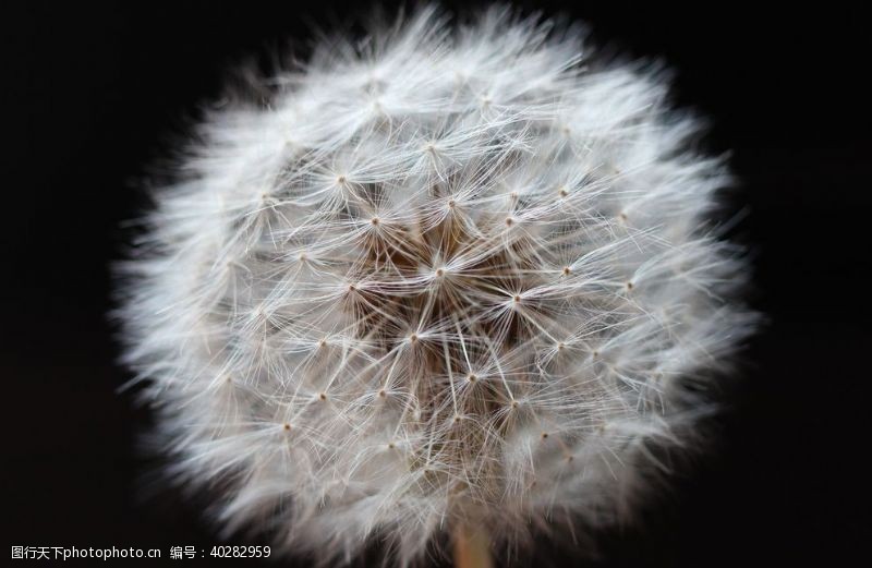 特写花卉蒲公英图片