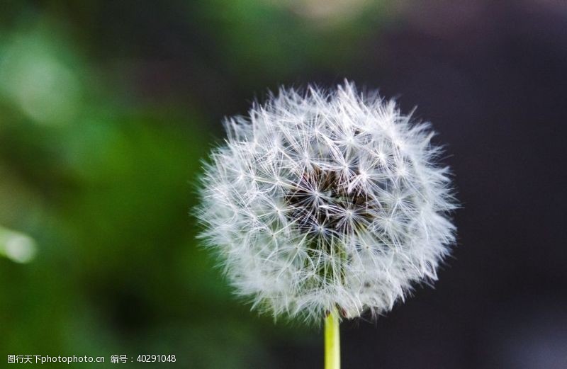 手绘花卉蒲公英图片