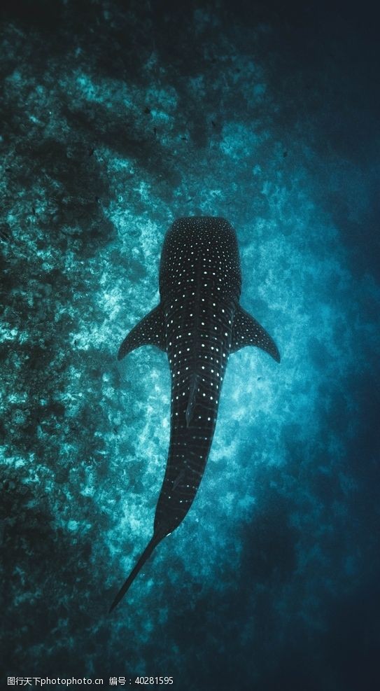 海底世界鲨鱼图片