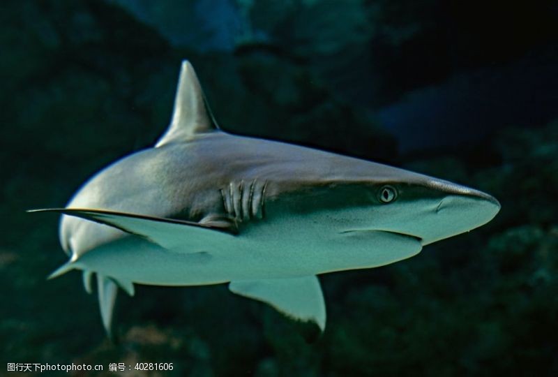 海底珊瑚鲨鱼图片