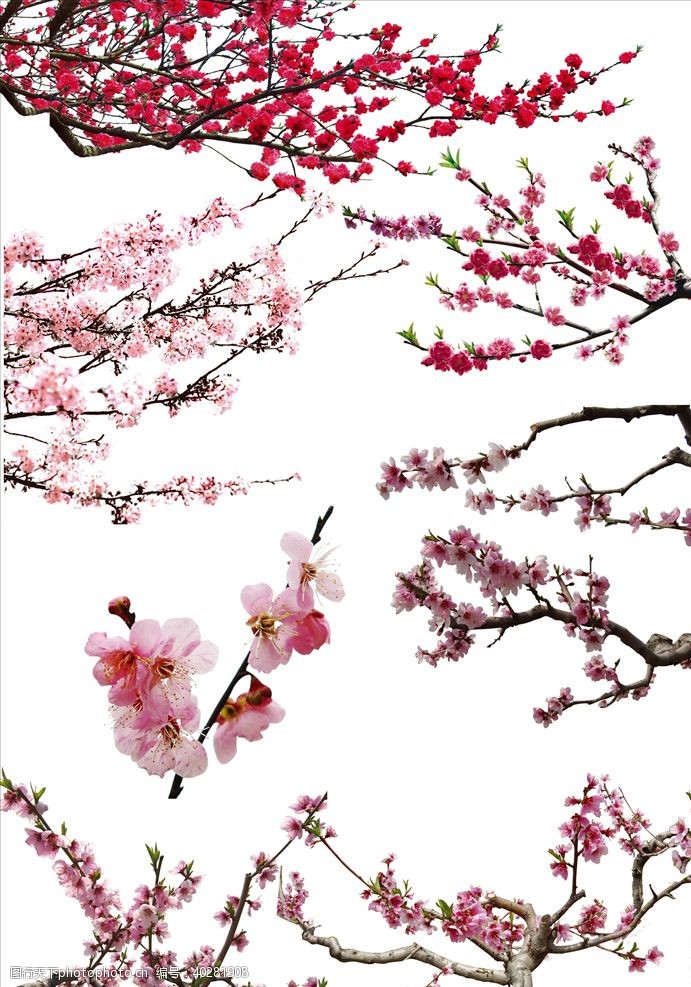 树枝素材桃花图片