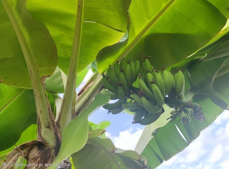 观光素材香蕉果园水果图片