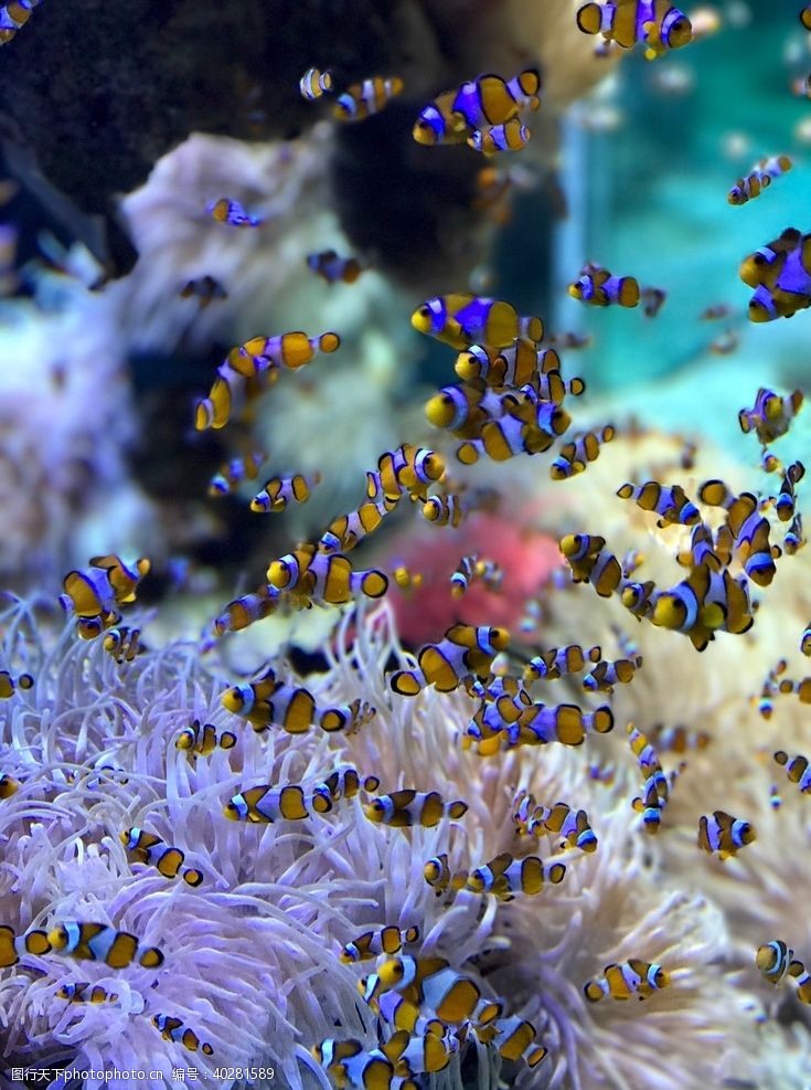 海底珊瑚小丑鱼图片