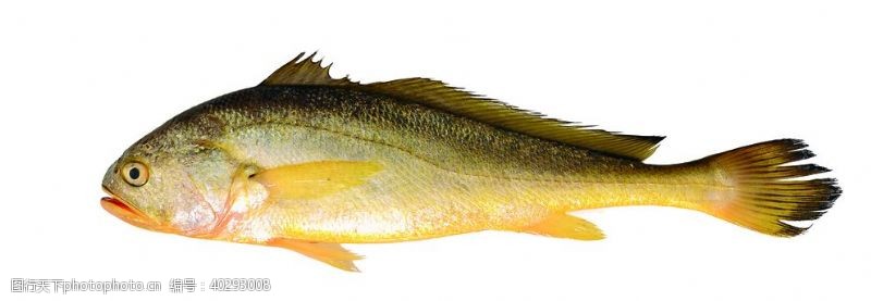 分类小黄鱼图片