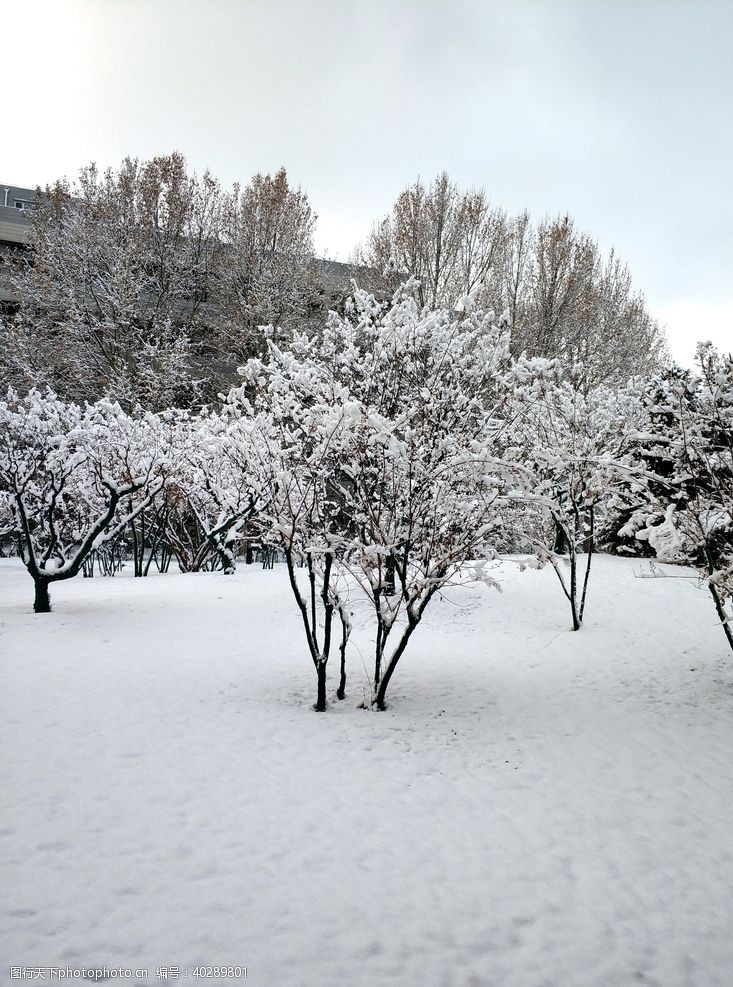 下雪校园雪景图片