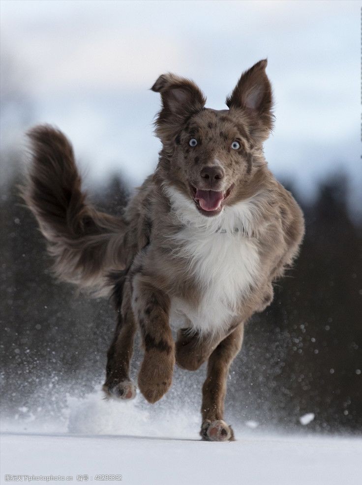 宠物狗雪地中奔跑的狗图片