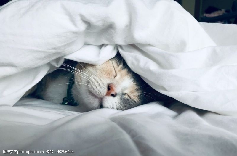 安逸慵懒猫咪图片