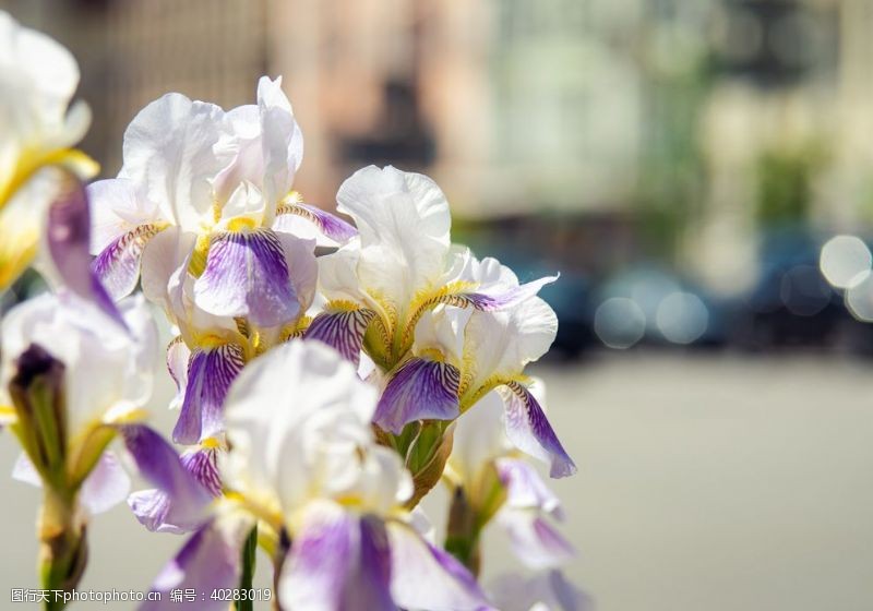 蝴蝶花朵鸢尾花图片