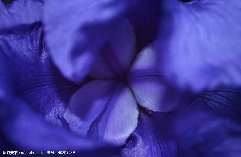 紫色花朵鸢尾图片