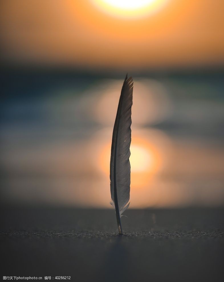 阳光沙滩羽毛图片