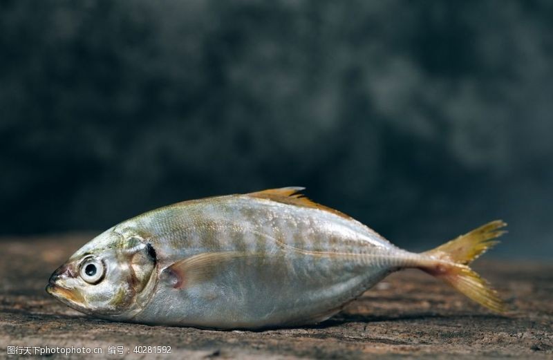 海洋生物鱼图片