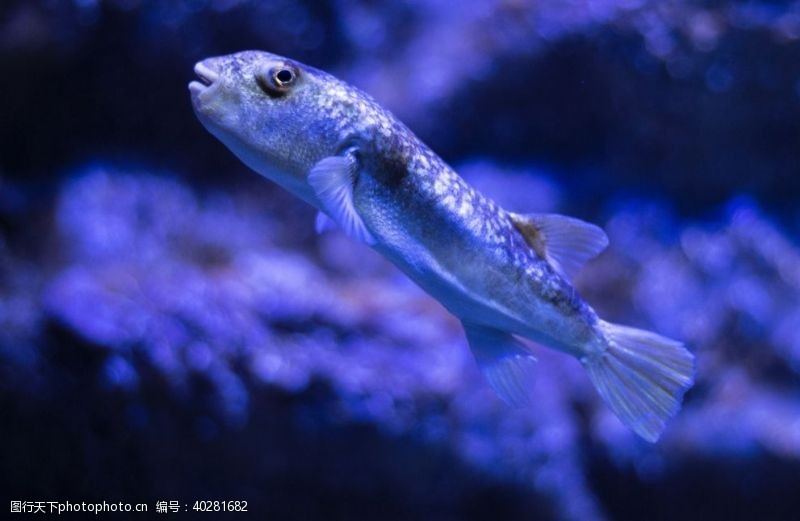 水底世界鱼图片