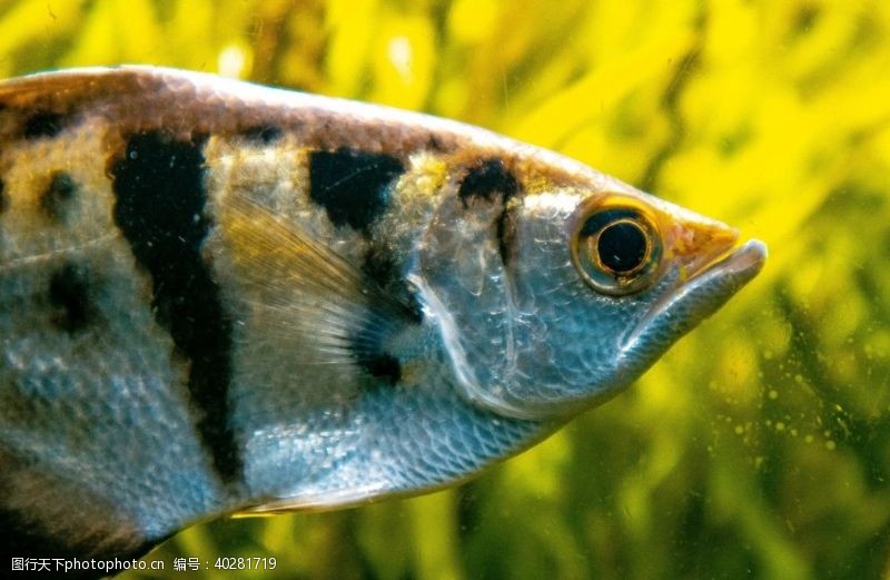 海洋生物鱼图片