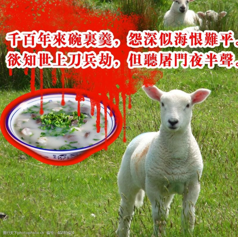 动物真实的羊汤图片